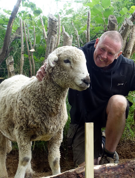 Lake Vyrnwy Animals and Crafts, Meet and Greet Sheep, main photo