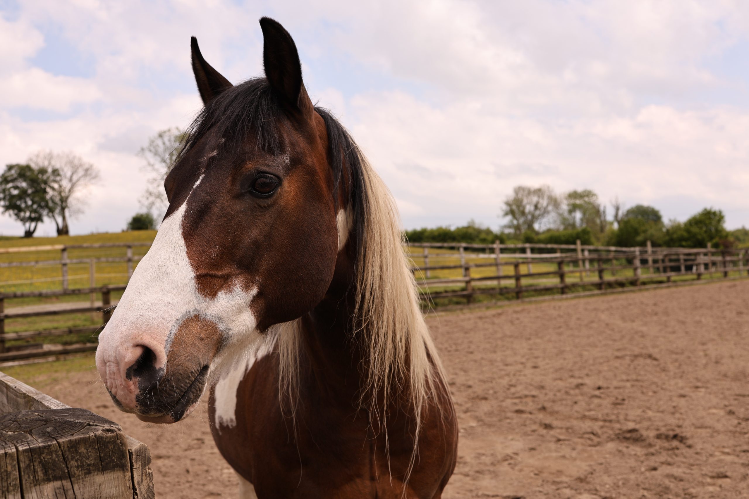 Horse friendly accommodation near Dyfnant Forest and The Rainbow Trails