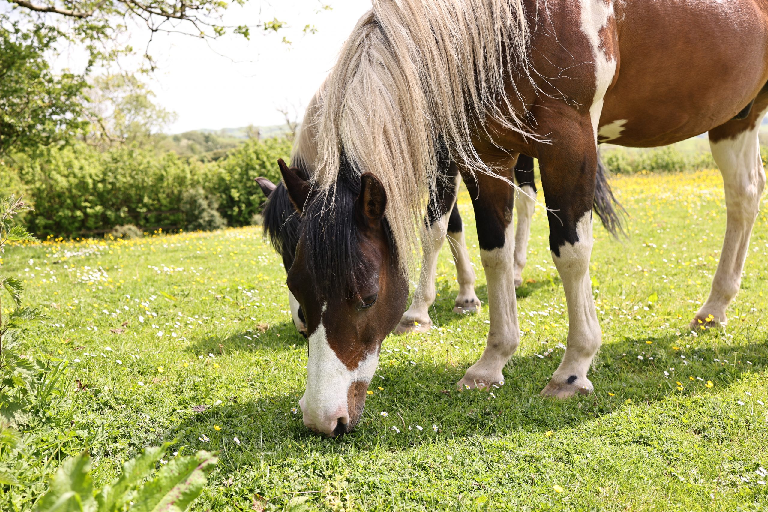 Horse friendly accommodation in Wales